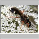 Mellinus crabroneus - Grabwespe w07 11mm - OS-Wallenhorst Sandgrube.jpg